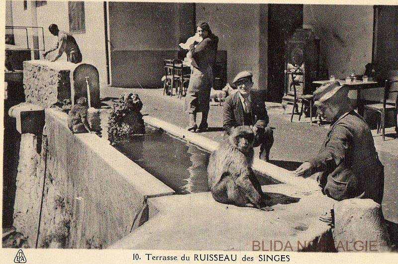 Blida- Gorges de la Chiffa- Terrasse du ruisseau des singes.jpg